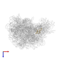 Large ribosomal subunit protein eL21 in PDB entry 1vq4, assembly 1, top view.