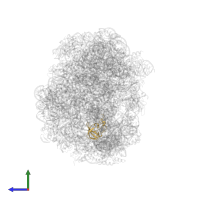 Large ribosomal subunit protein eL21 in PDB entry 1vq5, assembly 1, side view.