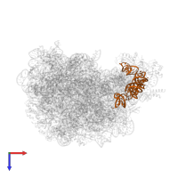 5S ribosomal RNA in PDB entry 1vq6, assembly 1, top view.