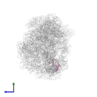 Large ribosomal subunit protein eL42 in PDB entry 1vq6, assembly 1, side view.