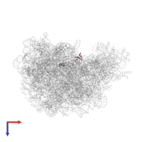 Large ribosomal subunit protein eL42 in PDB entry 1vq6, assembly 1, top view.
