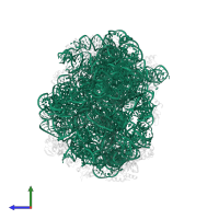 23S ribosomal RNA in PDB entry 1vq8, assembly 1, side view.