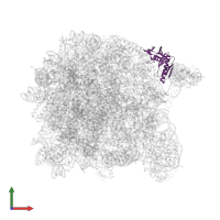 Large ribosomal subunit protein uL6 in PDB entry 1vq9, assembly 1, front view.