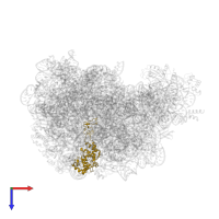 Large ribosomal subunit protein uL4 in PDB entry 1vqp, assembly 1, top view.