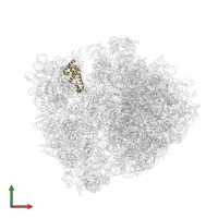 Small ribosomal subunit protein uS7 in PDB entry 1vy5, assembly 2, front view.