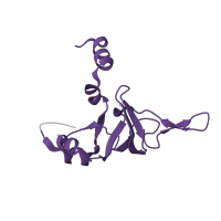 The deposited structure of PDB entry 1w2b contains 1 copy of Pfam domain PF16906 (Ribosomal proteins L26 eukaryotic, L24P archaeal) in Large ribosomal subunit protein uL24. Showing 1 copy in chain X [auth S].