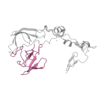 The deposited structure of PDB entry 1w2b contains 1 copy of CATH domain 2.30.30.30 (SH3 type barrels.) in Large ribosomal subunit protein uL2. Showing 1 copy in chain F [auth A].