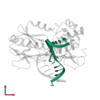 5'-D(*CP*TP*CP*TP*TP*TP*(FOX)P*TP*TP*TP*CP*TP*CP*G)-3' in PDB entry 1xc8, assembly 1, front view.
