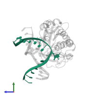 5'-D(*CP*TP*CP*TP*TP*TP*(FOX)P*TP*TP*TP*CP*TP*CP*G)-3' in PDB entry 1xc8, assembly 1, side view.