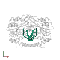 5'-D(*GP*CP*CP*GP*GP*TP*C)-3' in PDB entry 1xhu, assembly 1, front view.