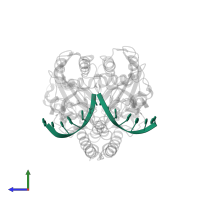 5'-D(*GP*CP*CP*GP*GP*TP*C)-3' in PDB entry 1xhu, assembly 1, side view.