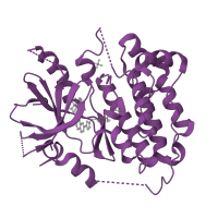 The deposited structure of PDB entry 1xkk contains 1 copy of SCOP domain 88854 (Protein kinases, catalytic subunit) in Epidermal growth factor receptor. Showing 1 copy in chain A.