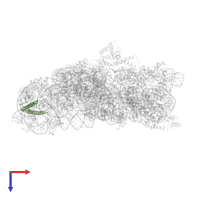 Small ribosomal subunit protein bS20 in PDB entry 1xmq, assembly 1, top view.