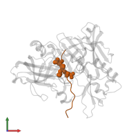Peptidic inhibitor in PDB entry 1xn3, assembly 3, front view.