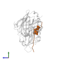 Peptidic inhibitor in PDB entry 1xn3, assembly 3, side view.