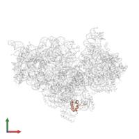 Small ribosomal subunit protein bS18 in PDB entry 1xnr, assembly 1, front view.