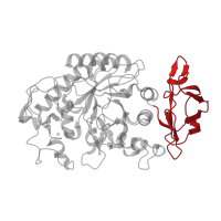 The deposited structure of PDB entry 1xv8 contains 2 copies of CATH domain 2.60.40.1180 (Immunoglobulin-like) in Alpha-amylase 1A. Showing 1 copy in chain A.