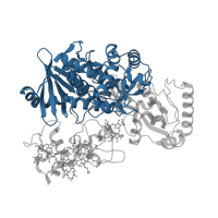 The deposited structure of PDB entry 1y0p contains 1 copy of CATH domain 3.50.50.60 (FAD/NAD(P)-binding domain) in Fumarate reductase flavoprotein subunit. Showing 1 copy in chain A.