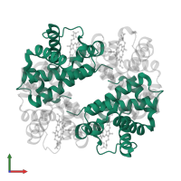 Hemoglobin subunit alpha in PDB entry 1y0t, assembly 1, front view.