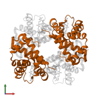 Hemoglobin subunit beta in PDB entry 1y4q, assembly 1, front view.