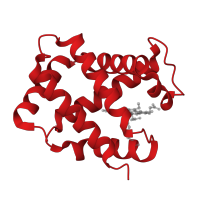 The deposited structure of PDB entry 1y4v contains 2 copies of CATH domain 1.10.490.10 (Globin-like) in Hemoglobin subunit alpha. Showing 1 copy in chain A.