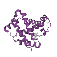 The deposited structure of PDB entry 1y4v contains 2 copies of CATH domain 1.10.490.10 (Globin-like) in Hemoglobin subunit beta. Showing 1 copy in chain B.