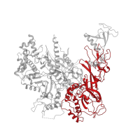 The deposited structure of PDB entry 1y77 contains 1 copy of Pfam domain PF00562 (RNA polymerase Rpb2, domain 6) in DNA-directed RNA polymerase II subunit RPB2. Showing 1 copy in chain E [auth B].