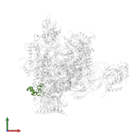 DNA-directed RNA polymerases I, II, and III subunit RPABC5 in PDB entry 1y77, assembly 1, front view.