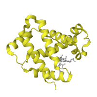 The deposited structure of PDB entry 1y8w contains 2 copies of SCOP domain 46463 (Globins) in Hemoglobin subunit beta. Showing 1 copy in chain B.