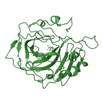 The deposited structure of PDB entry 1ydd contains 1 copy of SCOP domain 51070 (Carbonic anhydrase) in Carbonic anhydrase 2. Showing 1 copy in chain A.