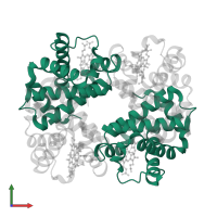 Hemoglobin subunit alpha in PDB entry 1yev, assembly 1, front view.