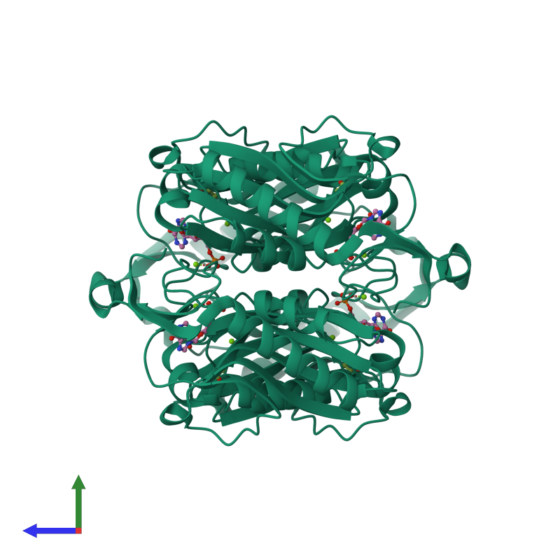 <div class='caption-body'><ul class ='image_legend_ul'> Tetrameric assembly 1 of PDB entry 1yfz coloured by chemically distinct molecules and viewed from the side. This assembly contains:<li class ='image_legend_li'>4 copies of Hypoxanthine-guanine phosphoribosyltransferase</li><li class ='image_legend_li'>4 copies of ACETATE ION</li><li class ='image_legend_li'>8 copies of MAGNESIUM ION</li><li class ='image_legend_li'>4 copies of INOSINIC ACID</li></ul></div>