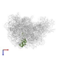 Large ribosomal subunit protein uL4 in PDB entry 1yij, assembly 1, top view.