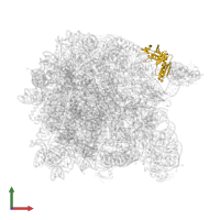 Large ribosomal subunit protein uL6 in PDB entry 1yit, assembly 1, front view.