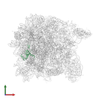 Large ribosomal subunit protein uL24 in PDB entry 1yit, assembly 1, front view.