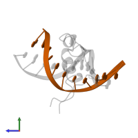 DNA (5'-D(*GP*TP*AP*CP*TP*CP*TP*CP*GP*GP*C)-3') in PDB entry 1yuj, assembly 1, side view.