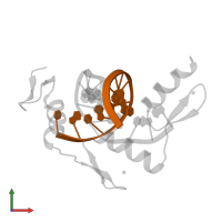 DNA (5'-D(*TP*AP*CP*GP*CP*CP*CP*AP*CP*GP*C)-3') in PDB entry 1zaa, assembly 1, front view.