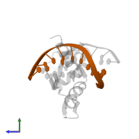 DNA (5'-D(*TP*AP*CP*GP*CP*CP*CP*AP*CP*GP*C)-3') in PDB entry 1zaa, assembly 1, side view.