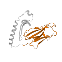 The deposited structure of PDB entry 1zgl contains 4 copies of SCOP domain 48942 (C1 set domains (antibody constant domain-like)) in HLA class II histocompatibility antigen, DR alpha chain. Showing 1 copy in chain A.