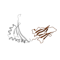 The deposited structure of PDB entry 1zgl contains 4 copies of CATH domain 2.60.40.10 (Immunoglobulin-like) in HLA class II histocompatibility antigen, DR beta 5 chain. Showing 1 copy in chain Q [auth K].