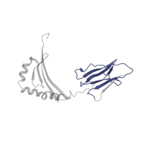 The deposited structure of PDB entry 1zgl contains 4 copies of Pfam domain PF07654 (Immunoglobulin C1-set domain) in HLA class II histocompatibility antigen, DR beta 5 chain. Showing 1 copy in chain Q [auth K].