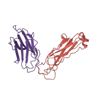 The deposited structure of PDB entry 1zgl contains 8 copies of CATH domain 2.60.40.10 (Immunoglobulin-like) in T cell receptor beta constant 1. Showing 2 copies in chain E [auth P].