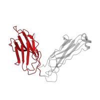 The deposited structure of PDB entry 1zgl contains 4 copies of SCOP domain 48727 (V set domains (antibody variable domain-like)) in T cell receptor beta constant 1. Showing 1 copy in chain E [auth P].