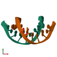 PDB entry 214d coloured by chain, ensemble of 40 models, front view.
