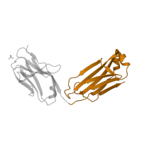 The deposited structure of PDB entry 2adf contains 1 copy of SCOP domain 48942 (C1 set domains (antibody constant domain-like)) in 82D6A3 IgG. Showing 1 copy in chain C [auth L].