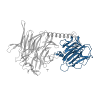 The deposited structure of PDB entry 2ags contains 1 copy of CATH domain 2.60.120.200 (Jelly Rolls) in Sialidase domain-containing protein. Showing 1 copy in chain A.