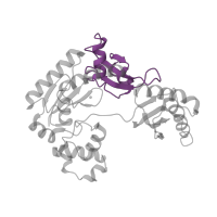 The deposited structure of PDB entry 2au0 contains 2 copies of CATH domain 3.40.1170.60 (MutS, DNA mismatch repair protein, domain I) in DNA polymerase IV. Showing 1 copy in chain E [auth A].