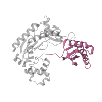 The deposited structure of PDB entry 2au0 contains 2 copies of SCOP domain 100880 (Lesion bypass DNA polymerase (Y-family), little finger domain) in DNA polymerase IV. Showing 1 copy in chain E [auth A].
