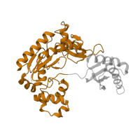 The deposited structure of PDB entry 2au0 contains 2 copies of SCOP domain 100888 (Lesion bypass DNA polymerase (Y-family), catalytic domain) in DNA polymerase IV. Showing 1 copy in chain E [auth A].