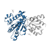 The deposited structure of PDB entry 2bfb contains 1 copy of CATH domain 3.40.50.970 (Rossmann fold) in 2-oxoisovalerate dehydrogenase subunit beta, mitochondrial. Showing 1 copy in chain B.